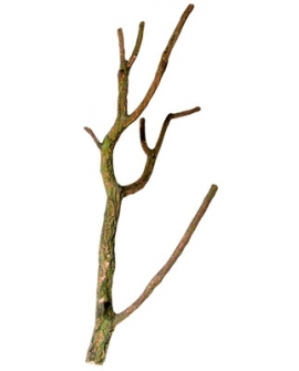 *RAMIFIE EN LIEGE NATUREL (sur commande x 5pc minimum)