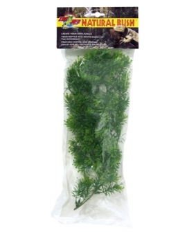 PLANTE BORNEO STAR   MM -ZM