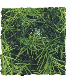 PLANTE CASHUARINA       MM  - ZM
