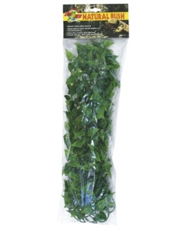 PLANTE MEXICAN PHYLLO   GM       -ZM