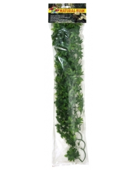 PLANTE CONGO IVY        GM       -ZM